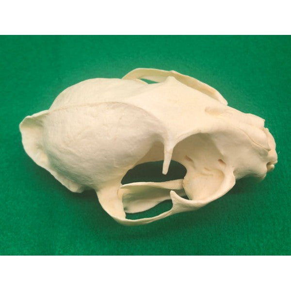 African Golden Cat Female Skull Replica - dinosaursrocksuperstore