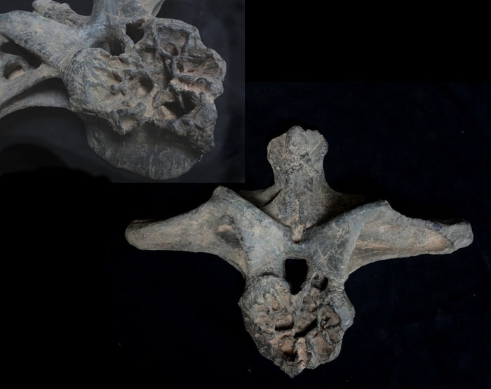 Allosaurus Vertebrae Replica - dinosaursrocksuperstore