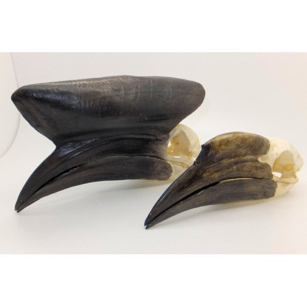Black-casqued Hornbill Skull (Male) - dinosaursrocksuperstore