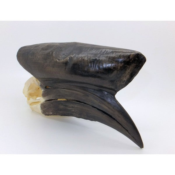 Black-casqued Hornbill Skull (Male) - dinosaursrocksuperstore