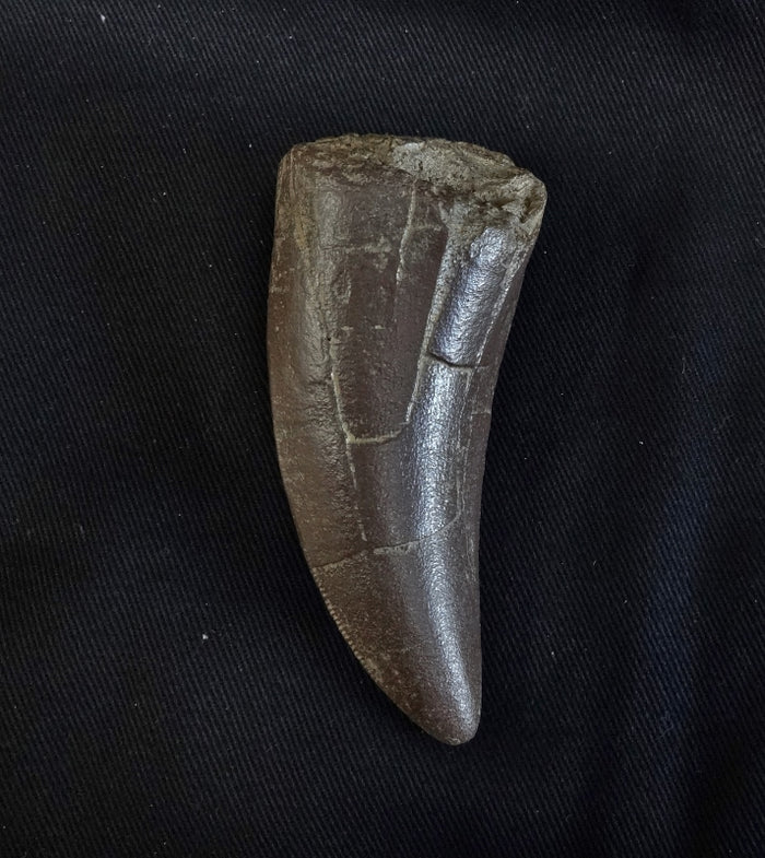 T. rex tooth Short Replica - dinosaursrocksuperstore